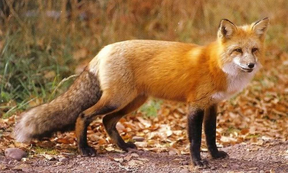 Βόλος: Αλεπού έκοβε βόλτες σε ΚΤΕΛ που πήγαινε στην Αθήνα